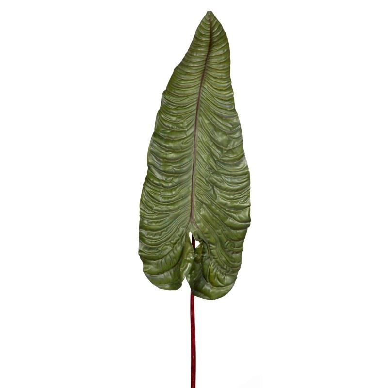 Alocasia Dekoratif Dal